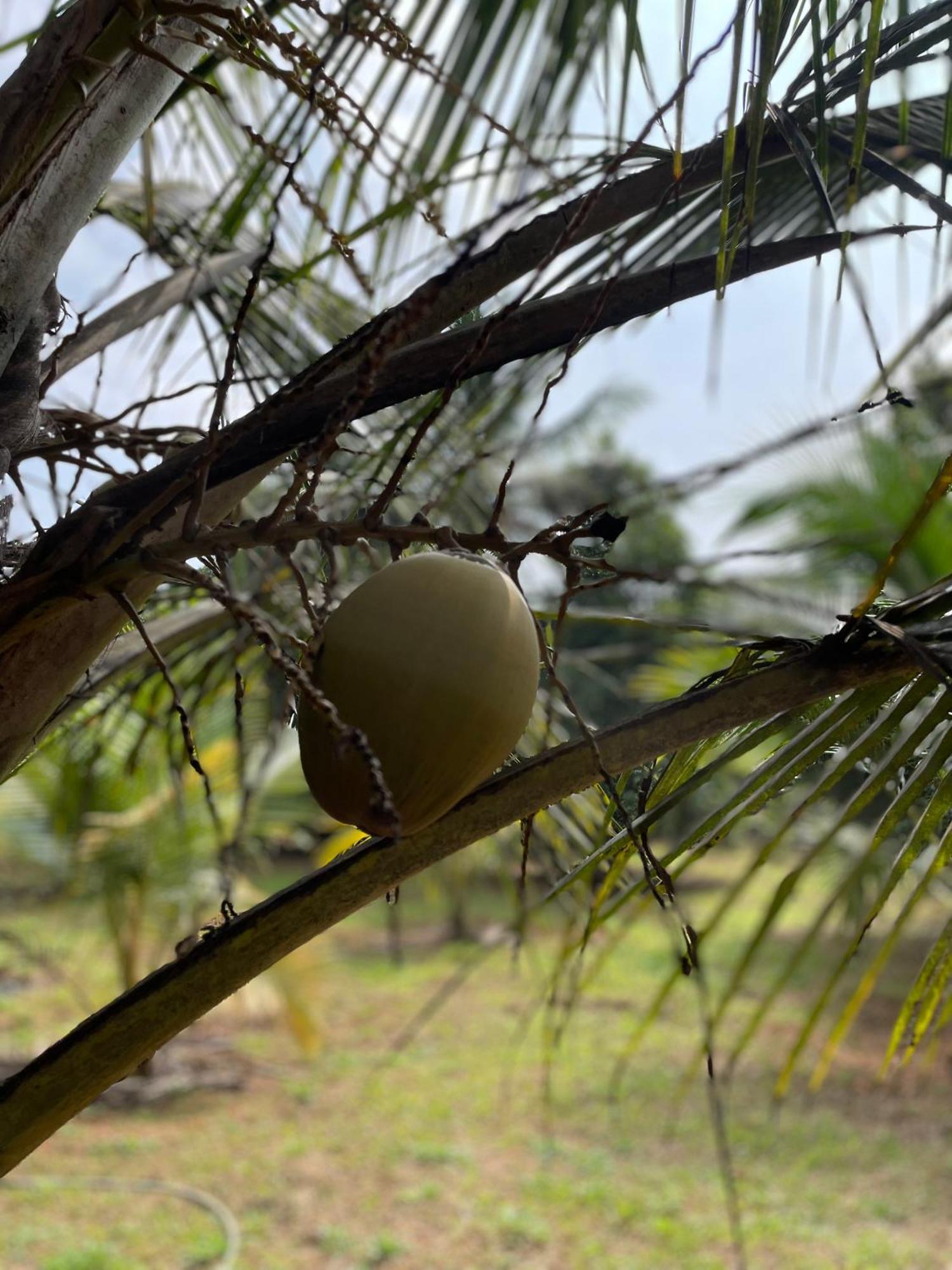 Calm Shack - 2 Bedroom-Boutique Farm Stay Munnar Esterno foto